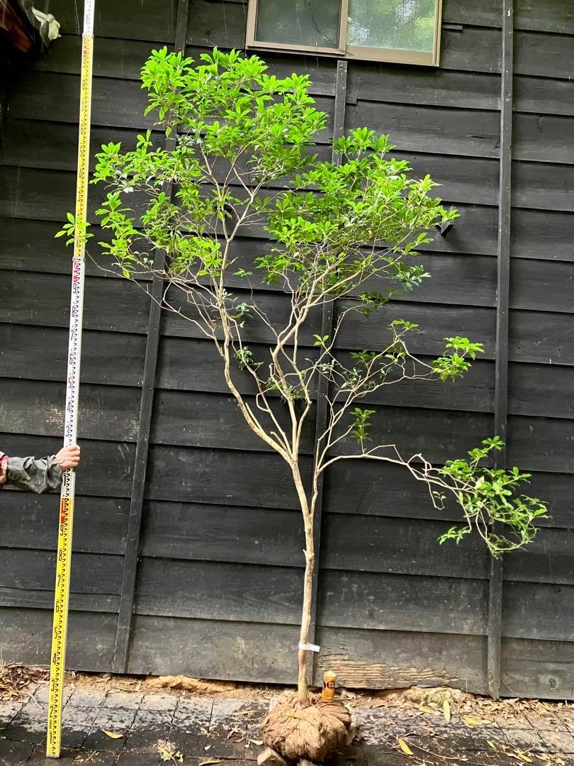 山採り　アセビ　馬酔木　約160センチ 25 山採り アセビ 山採り アセビ 馬酔木 約160センチ 2025年最新】山採り